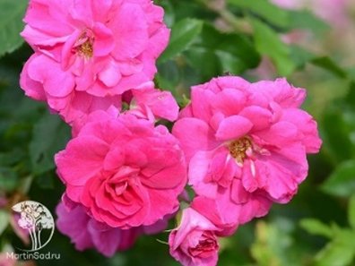 Роза канадская Капитан Самуэль Холланд