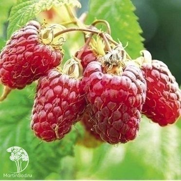 Малина Ляшка