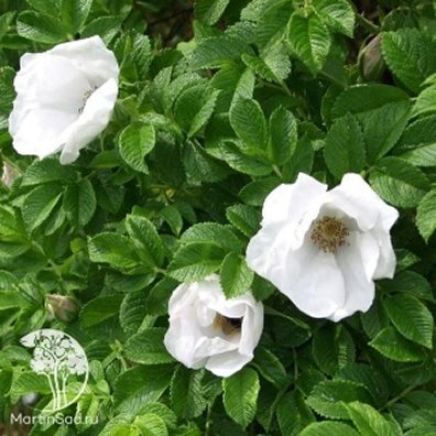 Роза ругоза Альба