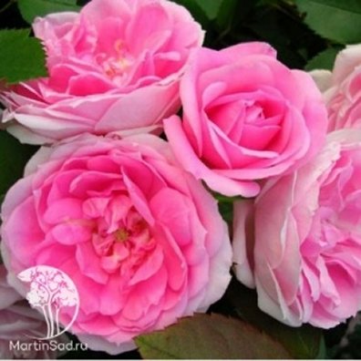 Роза канадская Прейри Джой