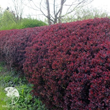 Барбарис (Berberis) Барбарис (Berberis)
