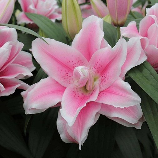 Лилия Микаэла