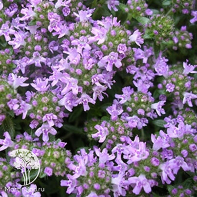 Тимьян (Thymus) Тимьян (Thymus)