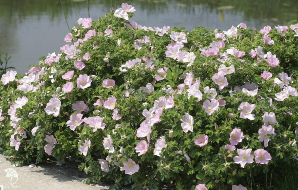 Роза ругоза нежно-розовая