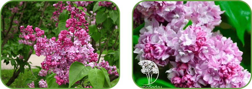 Сирень Монтень