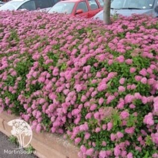 design-3.jpg design-3.jpg