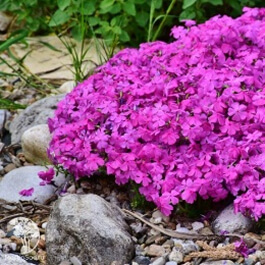 Флокс шиловидный (Phlox subulata) Флокс шиловидный (Phlox subulata)