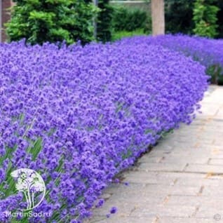 design-5.jpg design-5.jpg