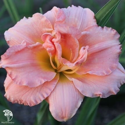 bordur9.jpg bordur9.jpg