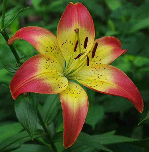 Лилия Оклахома Сити