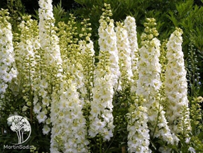 Дельфиниум (Delphinium) Дельфиниум (Delphinium)
