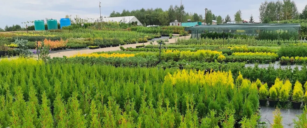 Питомник Мартин Сад