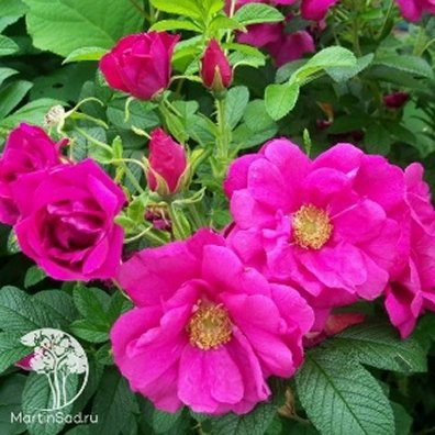 Роза морщинистая Рубра