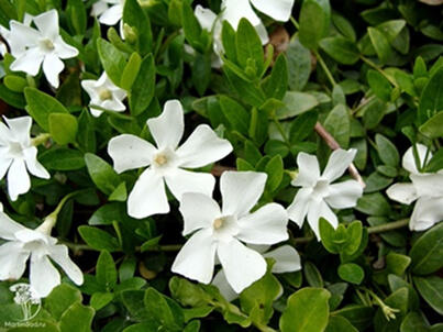 Барвинок (Vinca) Барвинок (Vinca)