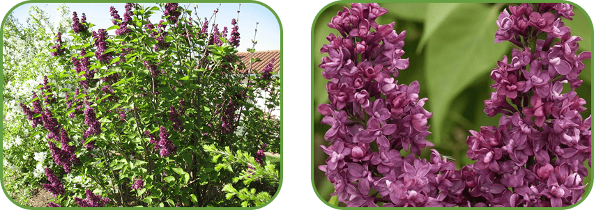 Сирень Чарльз Джоли