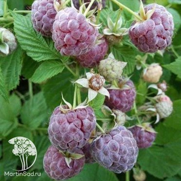 Малина фиолетовая Глен
        Кое