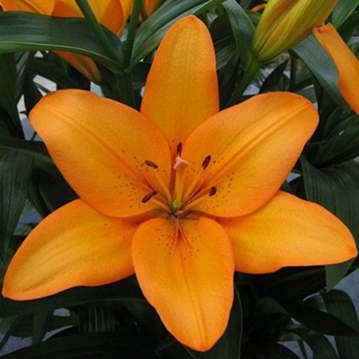 Лилия Сандерленд