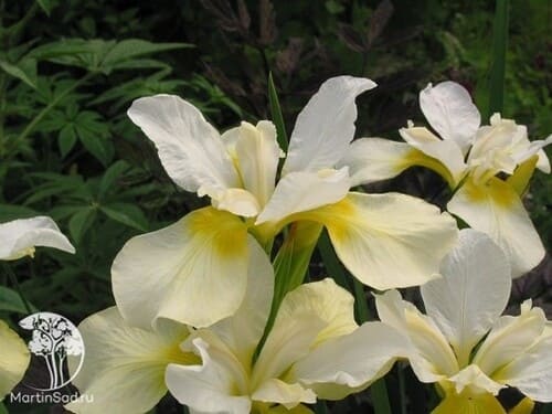 iris.jpg