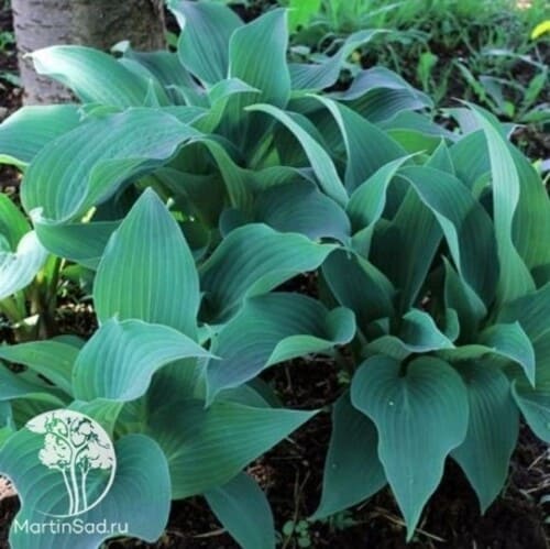 hosta.jpg