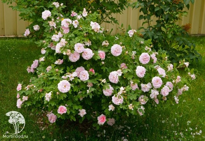 Плетистые розы
