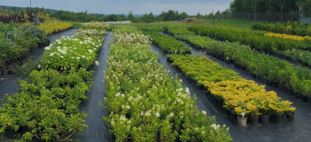 Питомник Мартин Сад