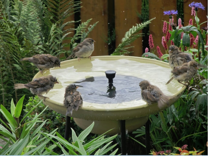 Поилка для птиц Поилка для птиц