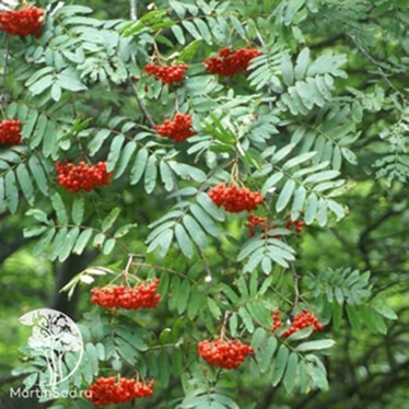 Рябина (Sorbus) Рябина (Sorbus)
