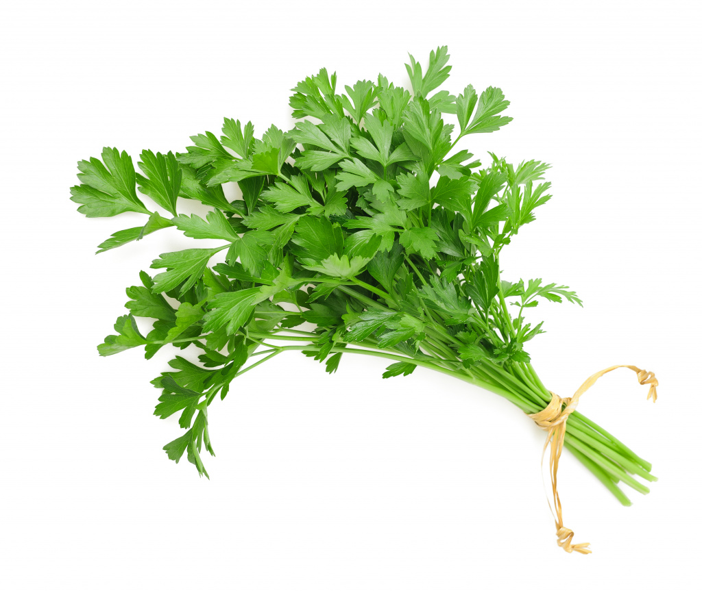 coriander.jpg