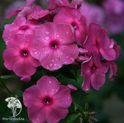 Флокс метельчатый (Phlox paniculata) Флокс метельчатый (Phlox paniculata)