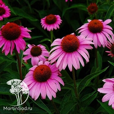Эхинацея (Echinacea) Эхинацея (Echinacea)