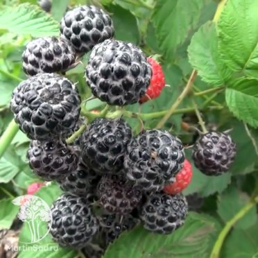 Малина бесшипная чёрная Кумберленд