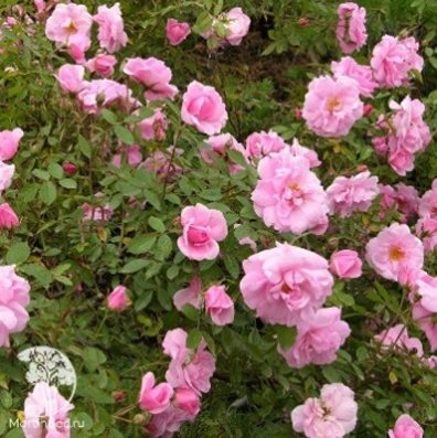 Роза канадская парковая Джон Дэвис (кустовая роза)