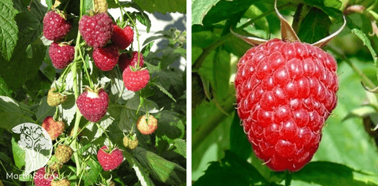 Малина ремонтантная Полька