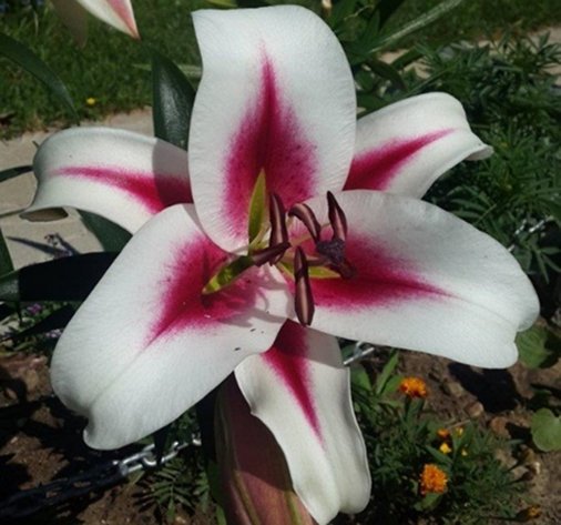 Лилия Гаучо