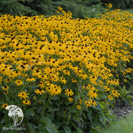 Рудбекия пурпурная (Rudbeckia purpurea) Рудбекия пурпурная (Rudbeckia purpurea)
