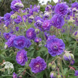 Герань луговая (Geranium pratense) Герань луговая (Geranium pratense)