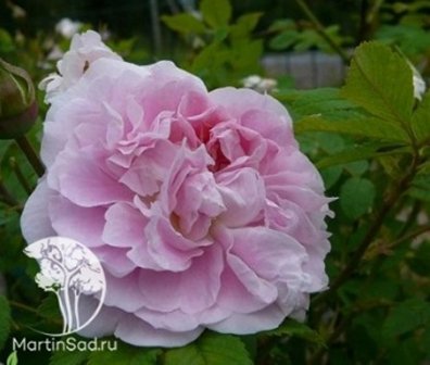 Роза канадская Мартин Фробишер