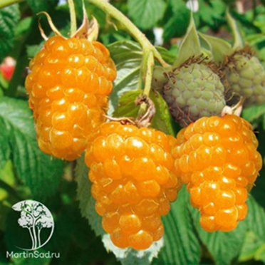 Малина вкусная 2