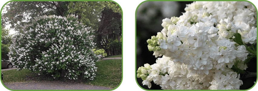 Сирень Мадам Лемуан