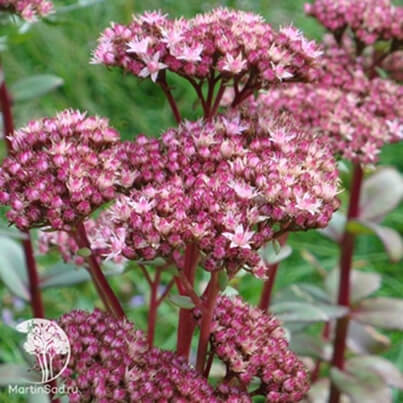 Очиток (Sedum) Очиток (Sedum)