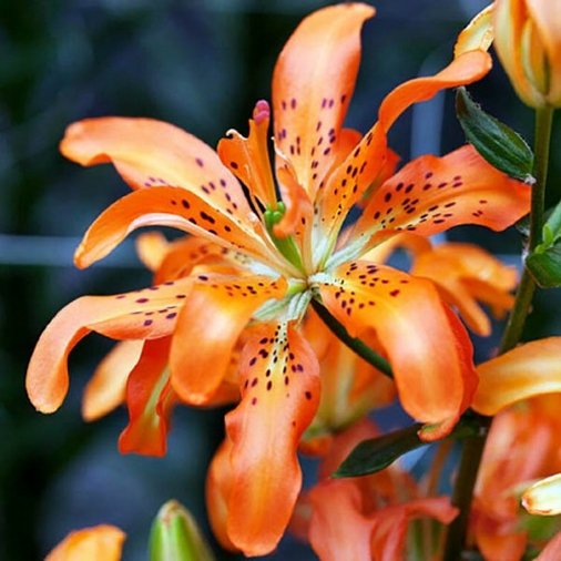 Лилия Маст Си