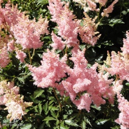 Астильба Арендса (Astilbe arendsii) Астильба Арендса (Astilbe arendsii)