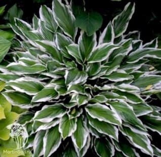 design-2.jpg design-2.jpg