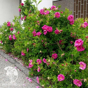 Шиповник (Rosa) Шиповник (Rosa)