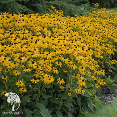 Рудбекия (Rudbeckia) Рудбекия (Rudbeckia)