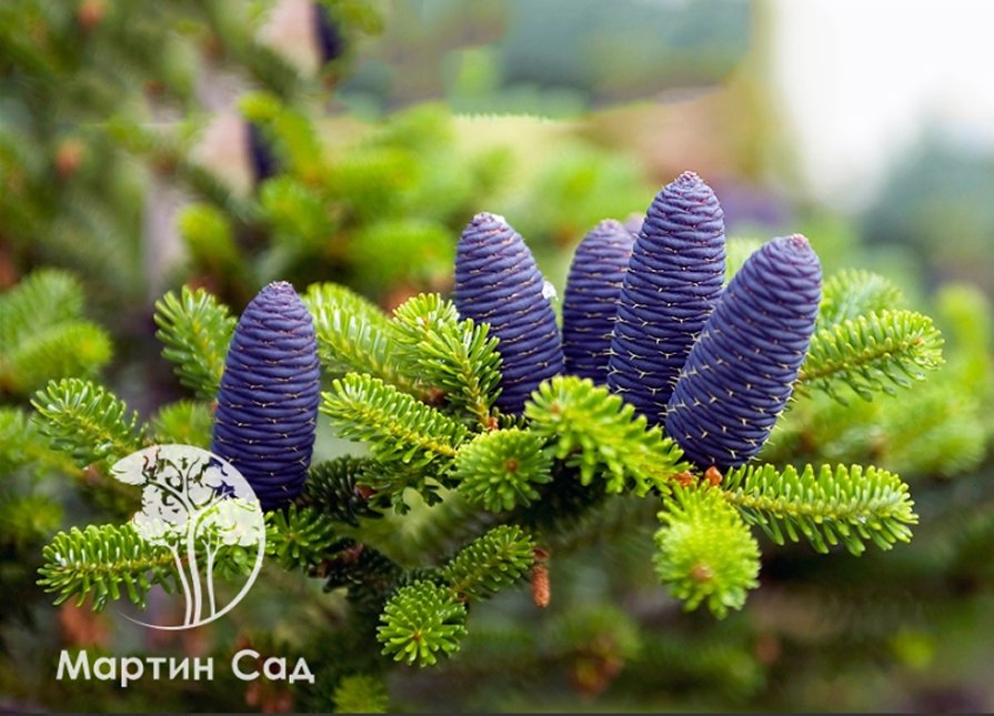 Хвойные растения