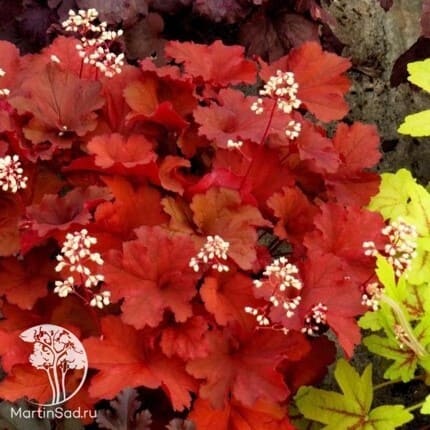 bordur4.jpg bordur4.jpg