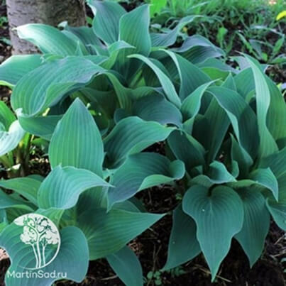 Хоста (Hosta) Хоста (Hosta)