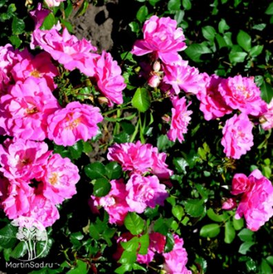 Роза канадская плетистая Джон Кэбот