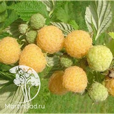 Малина ремонтантная Утренняя роса